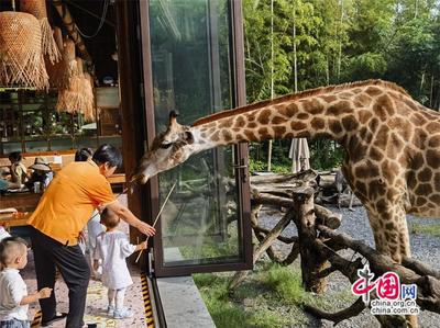 高舜礼 农文旅商融合能否“拧成一股绳”？中西餐饮融合的启示